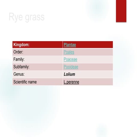 Rye grass