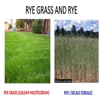 Production technology on Rye Grass .pptx