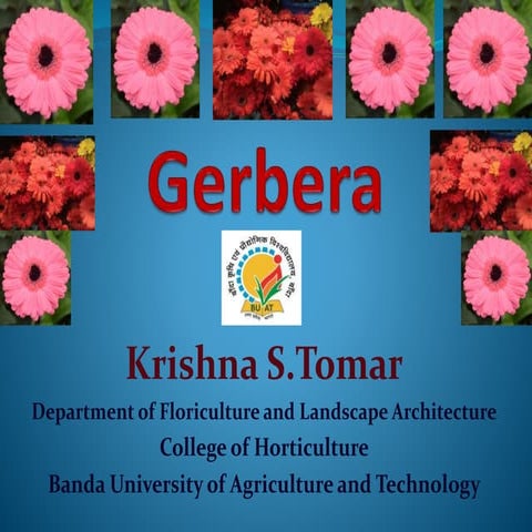 Gerbera cultivation 