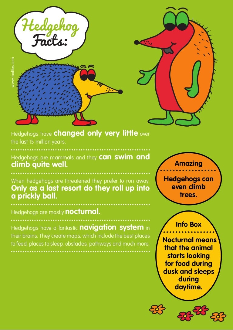 Hedgehog Fact File For Kids – Hedgehog Facts for Kids – JLQSS