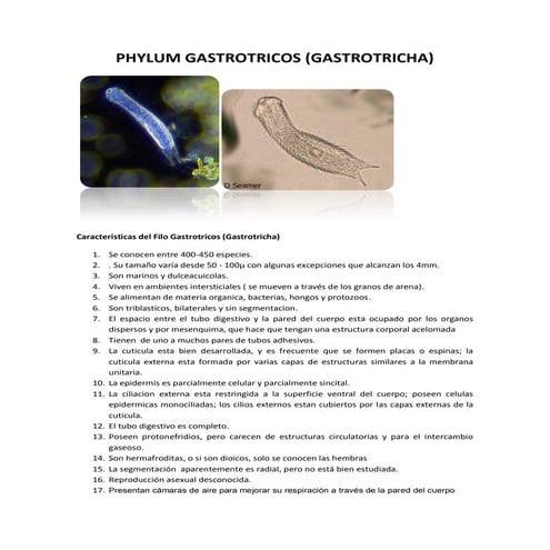 Phylum gastrotricha