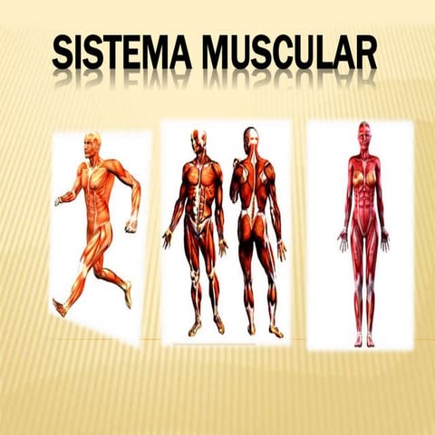 Ti g37 sistema muscular_montoya_roca_carir. | PPTX