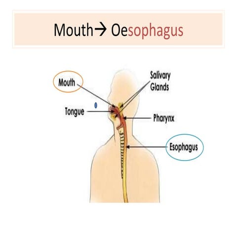 S2 Oesophagus