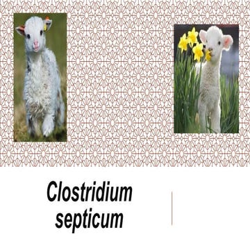 Clostridium septicum 