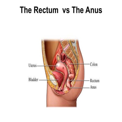 S7 The Rectum Vs Anus