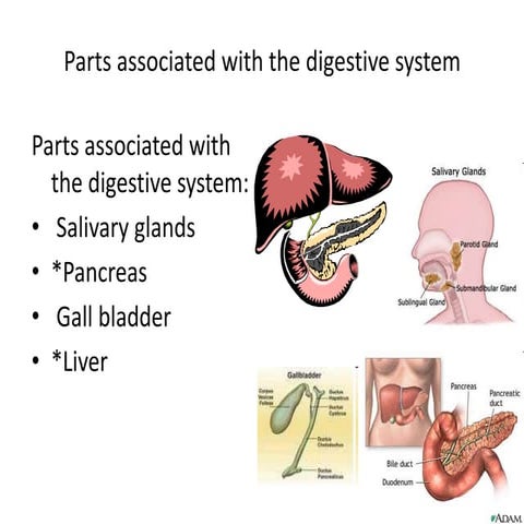 S8 Parts Associated W Digestive Sys