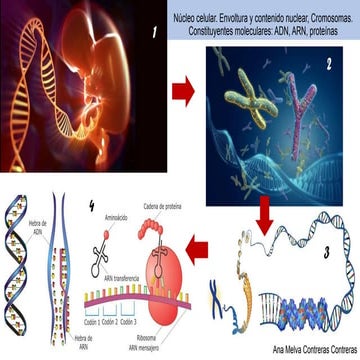 Núcleo celular - Resumen con imagenes avanzado
