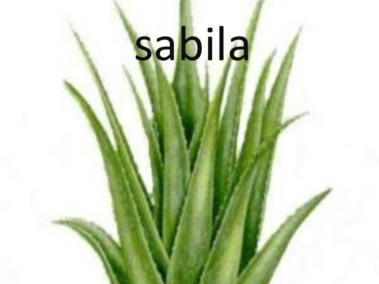 Sabila