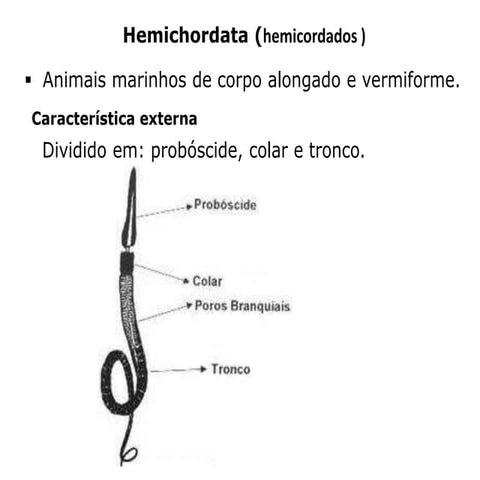 Hemichordata, anfíbios e  répteis