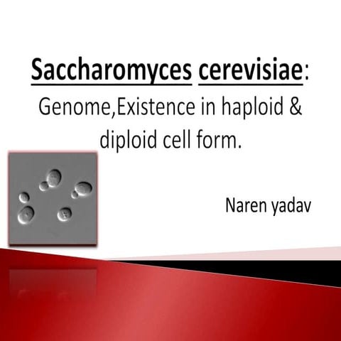 saccharomyces cerevisiae: genome, Existence in haploid & diploid cell form