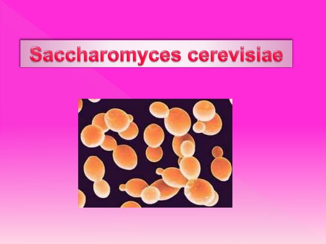 Saccharomyces cerevisiae