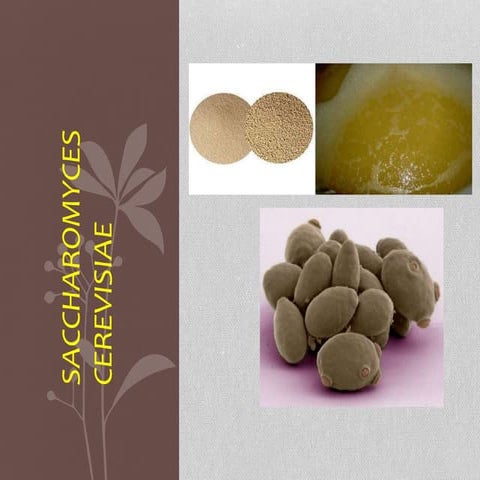 Saccharomyces cerevisiae 