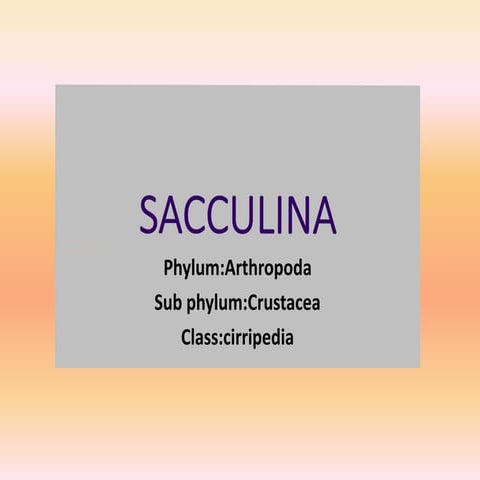 Sacculina