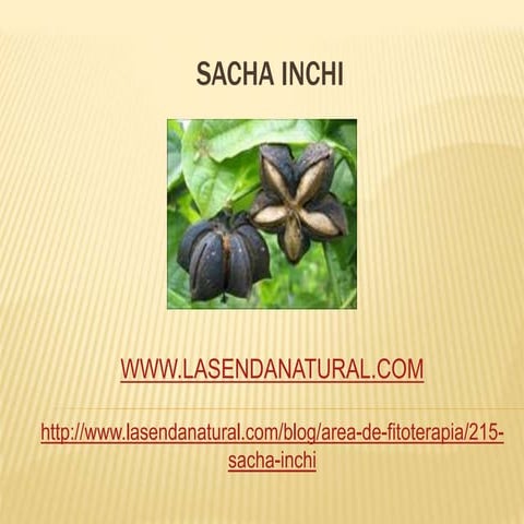 Cultivo de Sacha Inchi PRODUCCION DE ACEITE Y MANEJO AGRONOMICO.docx
