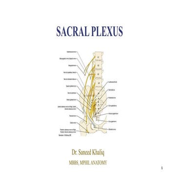 Sacral plexus Biology Diagrams