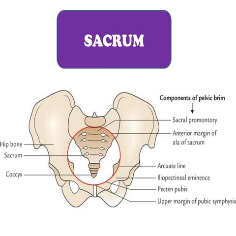 FEMORAL TRIANGLE.ppt