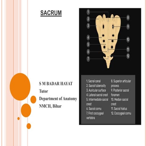 Sacrum ppt 2