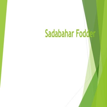 Sadabahar fodder