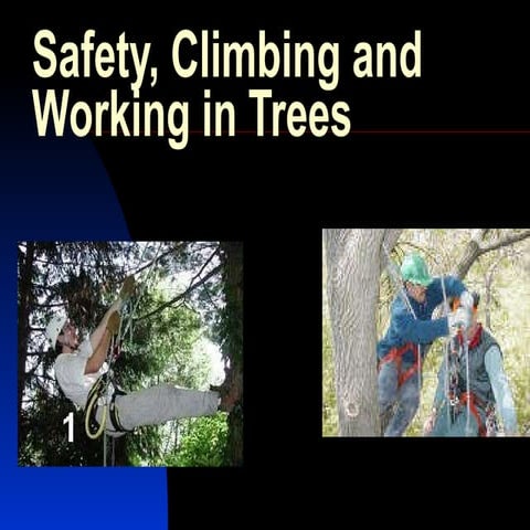 Safety climbing and working in trees