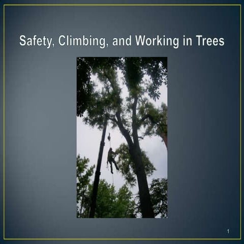 Safety, climbing, and working in trees