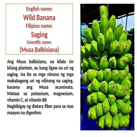 fruit berry saging saba found in the asian country.pptx