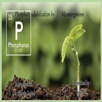 Saif ppt phosphate solubilisation