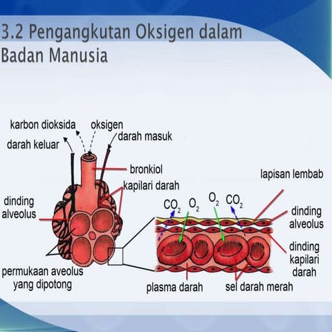 Sains tingkatan 3 sains bab 1 pengangkutan oksigen dalam badan manusia