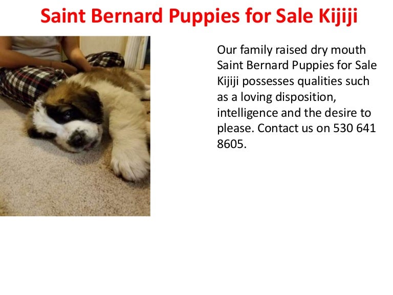 kijiji st bernard puppies