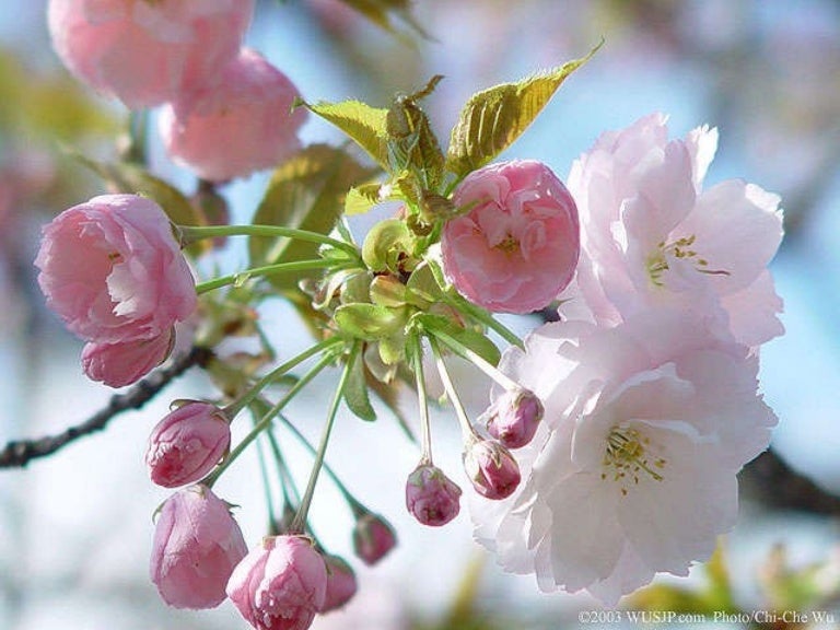 Sakuros