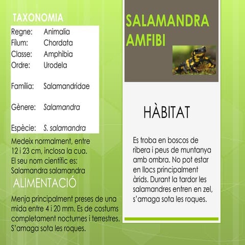 SALAMANDRA.pdf