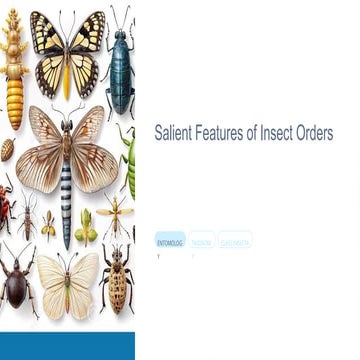 Insects Order hymenoptera | PPTX