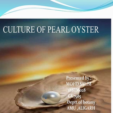 Culture of pearl oyster