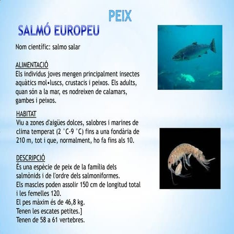 Salmó europeu