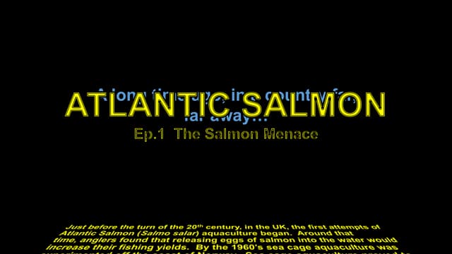 Salmon