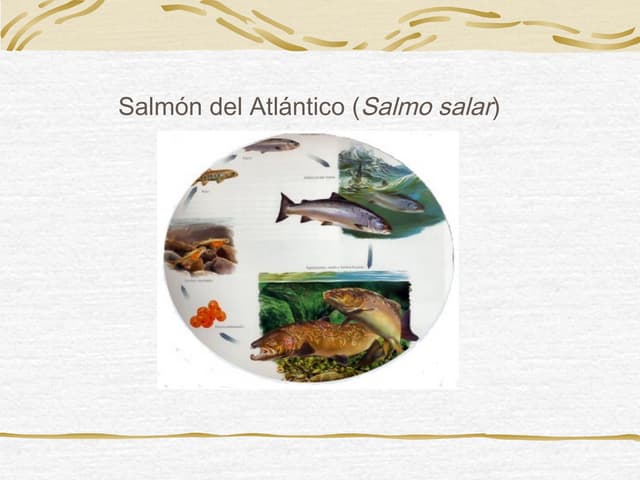 Salmon atlántico expo