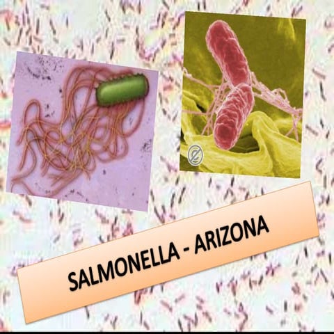 Salmonella