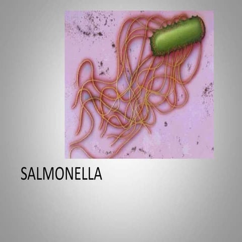 Salmonella