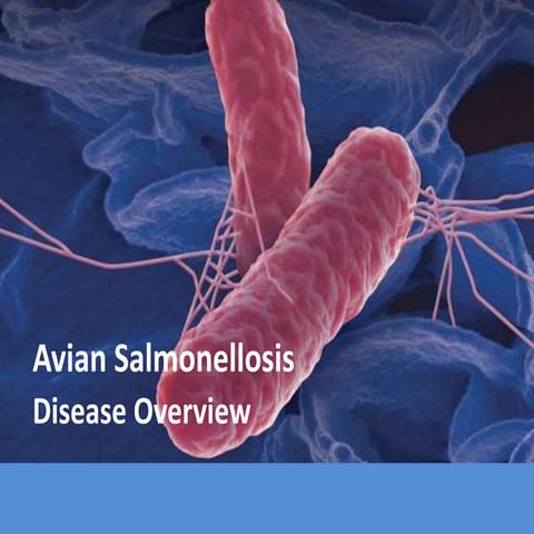 Salmonella in poultry_disease overview