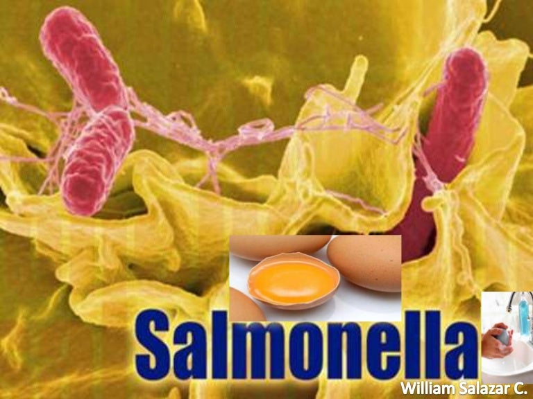 Salmonellosis y brucellosis
