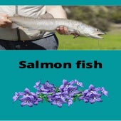 Salmon Fish Pdf