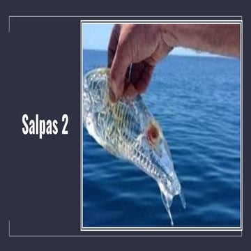 As salpas (II)