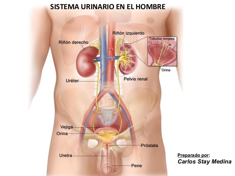 próstata solo para hombres