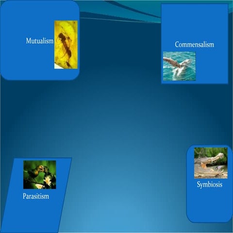 Samaria's Symbiosis Slideshow