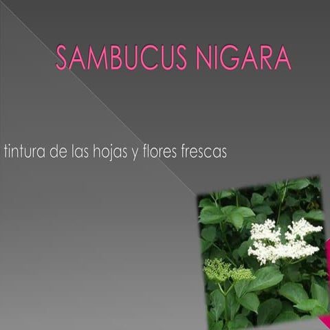 Sambucus nigara