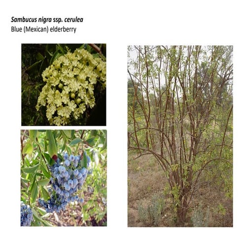 Sambucus nigra ssp cerulea    web show