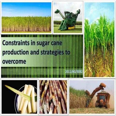 constraints in sugarcane production and strategies to overcome