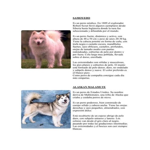Samoyedo | PDF
