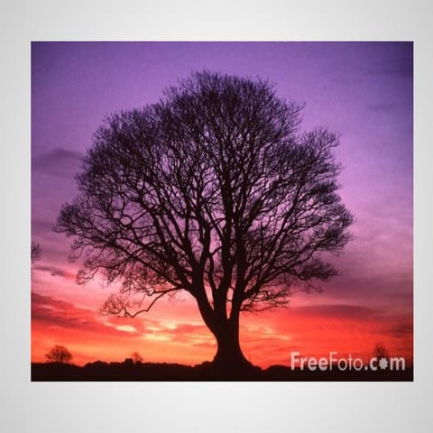 Sample whytreesareimportant 1