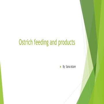 Ostrich Feeding and products | PPT