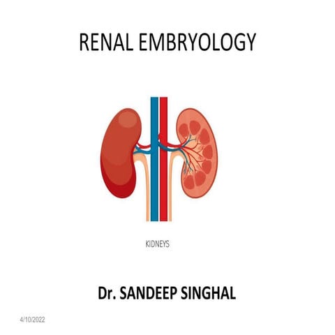 sandeep KIDNEY DEVELOPMENT PPT.ppt